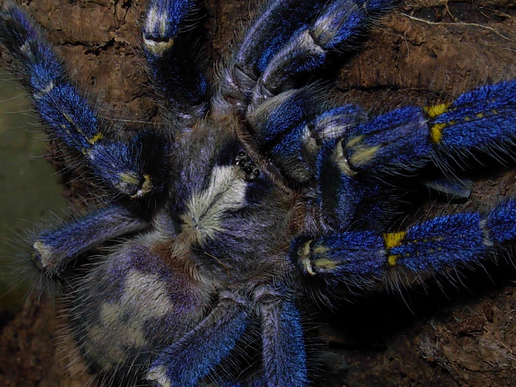 P.metallica subadult Female