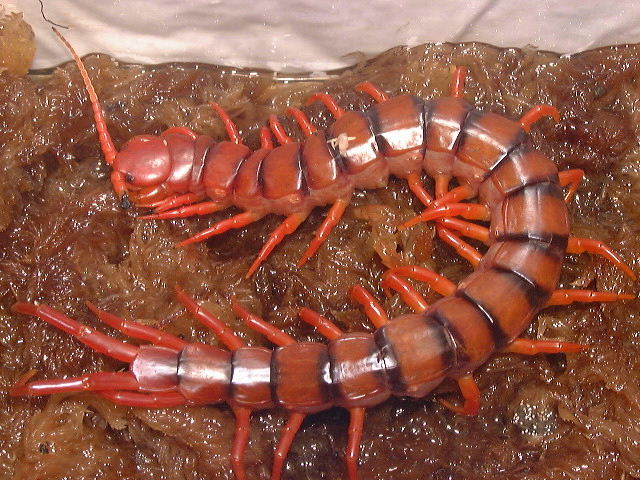 Pets!Pets! -Scolopendra subspinipes dehaani. Malaysian Cherry Red-