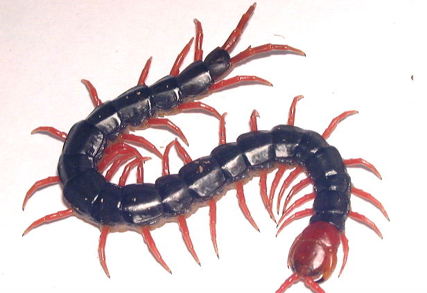 Pets!Pets! -Scolopendra multidens-